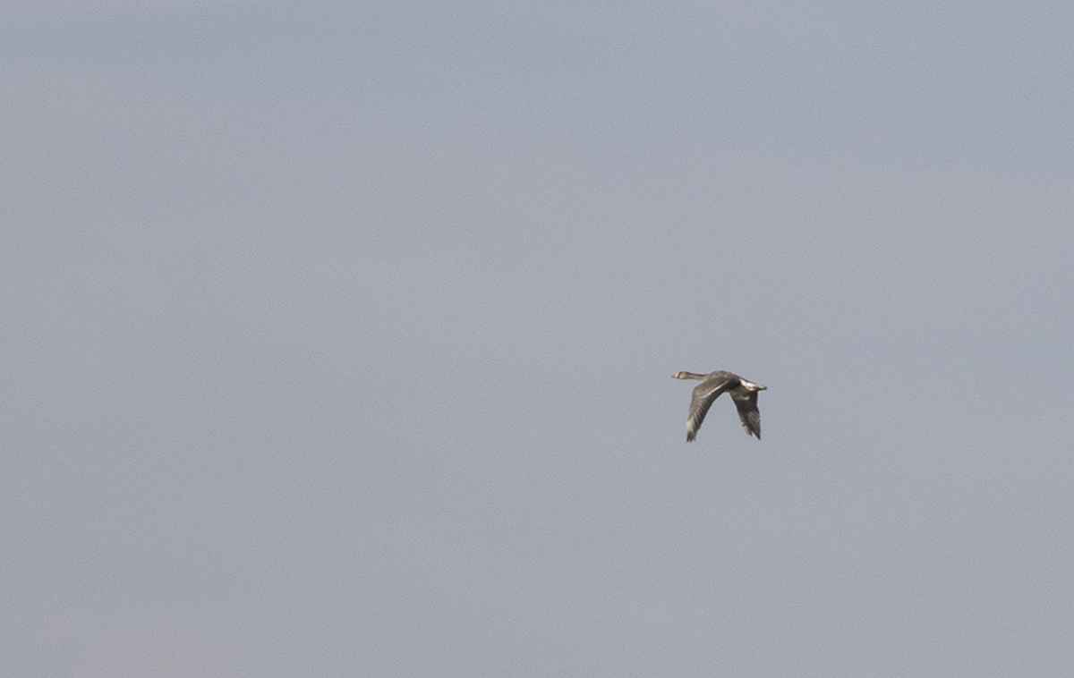 Greater White-fronted Goose